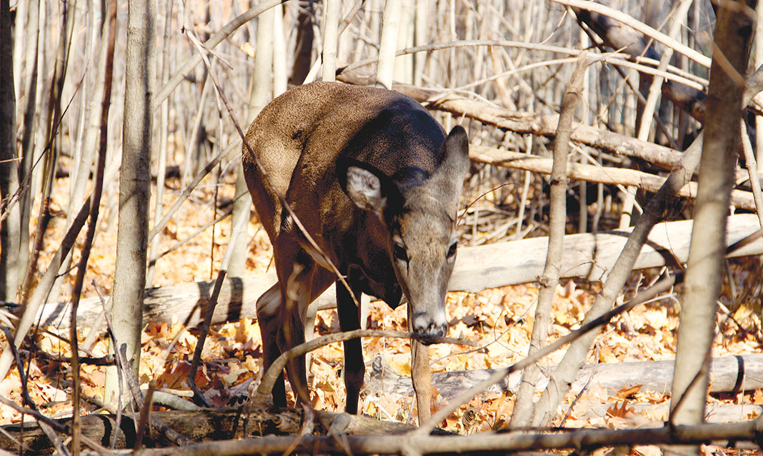 Male deer tend to be solitary while the females tend to stick together, especially around fawns.